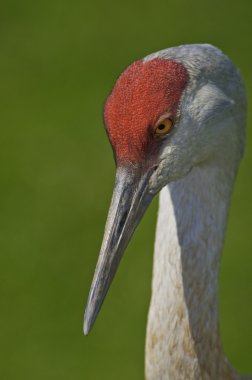 Sandhill crane göz ve boyun