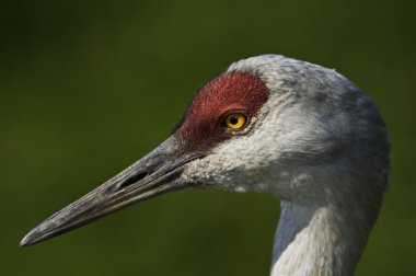 Sandhill Crane