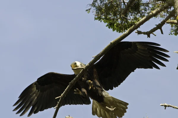 Eagle coming in for a landing — Stock Photo, Image