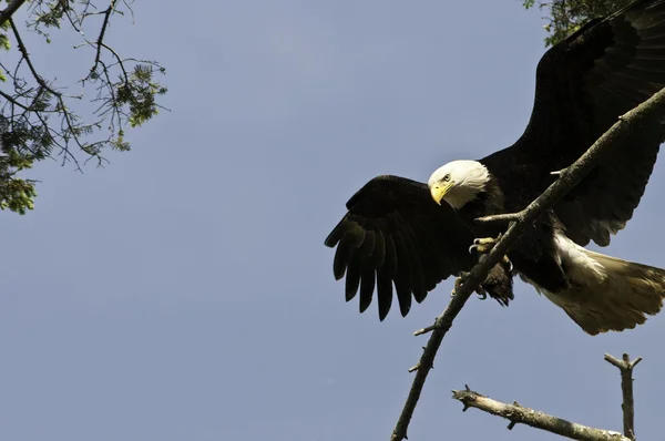 Eagle ready to grab hold — Stock Photo, Image