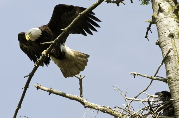Águila calva ha aterrizado —  Fotos de Stock