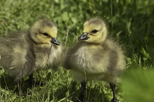 Baby Canada Geese — Stock Photo, Image