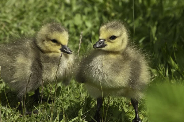 stock image Baby Canada Geese