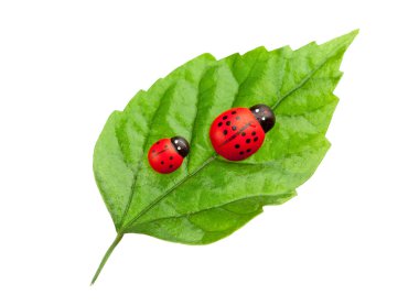 yaprak, aile kavramı üzerinde ladybugs