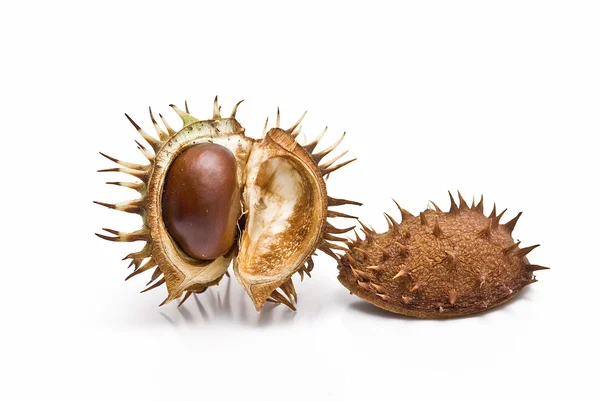 Chestnut in its capsule. — Stock Photo, Image