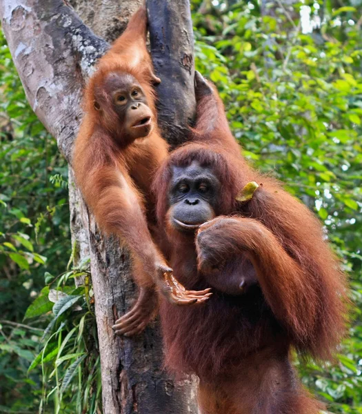 Orangatang — Stok fotoğraf
