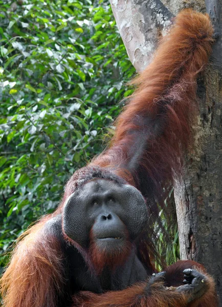 Orangutang — Stock Photo, Image
