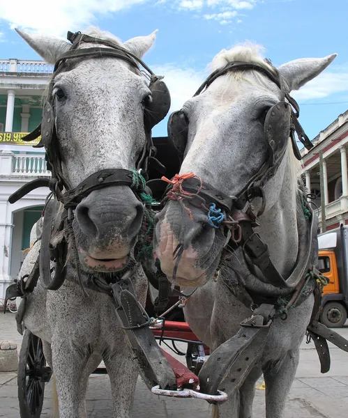 Horse — Stock Image Horse Stock Photo