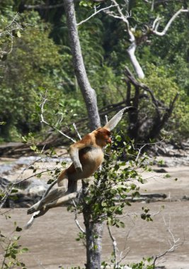 Proboscis monkeys in Borneo clipart