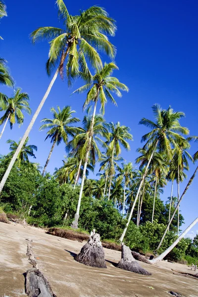 stock image Palm