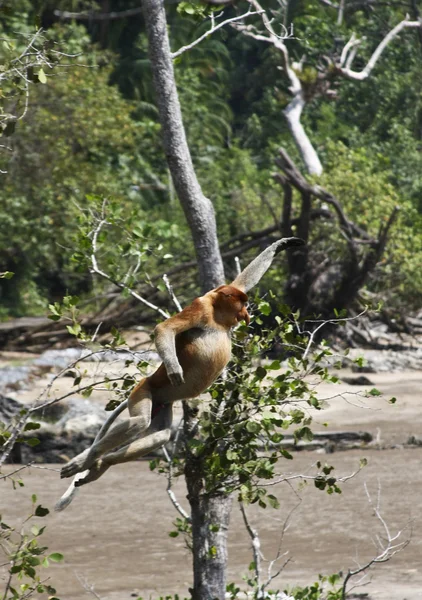 Borneo hortum maymunlar — Stok fotoğraf