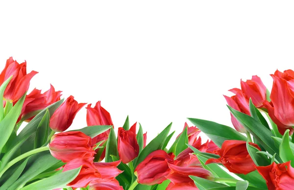 Enkel collage från Röda tulpaner — Stockfoto