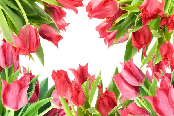 Cartão postal simples de tulipas rosa — Fotografia de Stock
