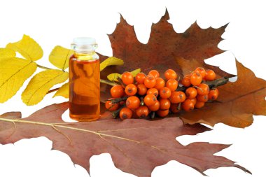 Medical oil from sea-buckthorn berries clipart