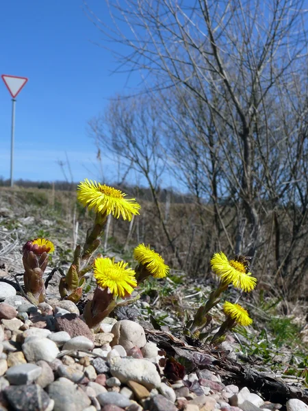 Las primeras flores amarillas de primavera — Foto de Stock