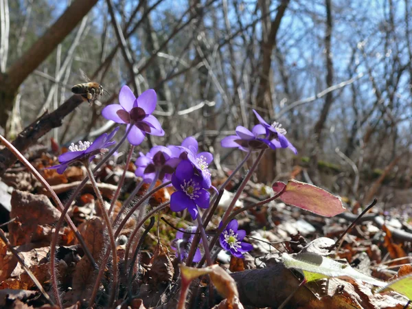 Abeja en las primeras flores de primavera —  Fotos de Stock