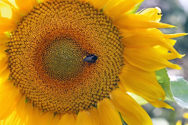 Sonnenblume und Hummel — Stockfoto