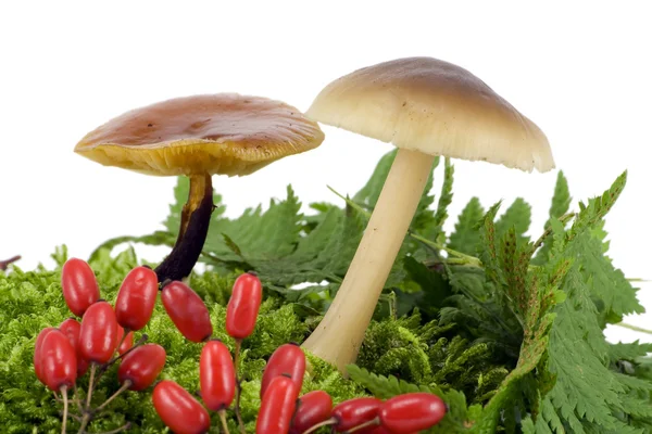 Os cogumelos de madeira crescem de um musgo — Fotografia de Stock