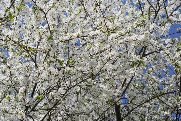 Blommande Europeiska körsbär bakgrund — Stockfoto