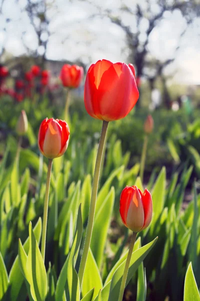 Tulips shined with the sun — Stok fotoğraf