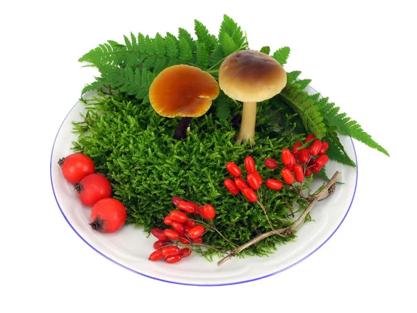 Mushrooms, moss, berries — Stock Photo, Image
