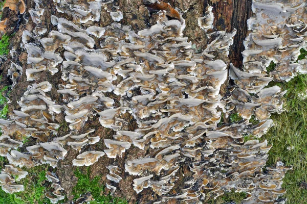腐朽的树的背景上的蘑菇 — 图库照片