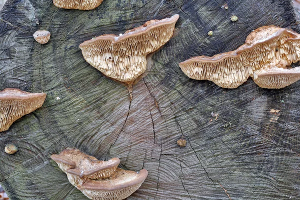 Cogumelos de madeira em um fundo de stub — Fotografia de Stock