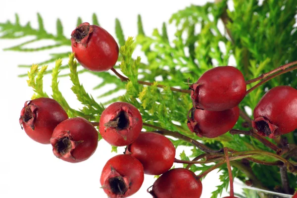 Berries of a wood hawthorn — Stock Photo, Image