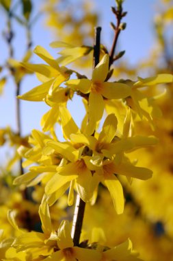 Forsythia MALUCH yellow flowers clipart