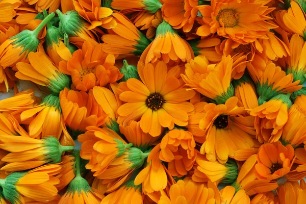 Квіти календули — стокове фото