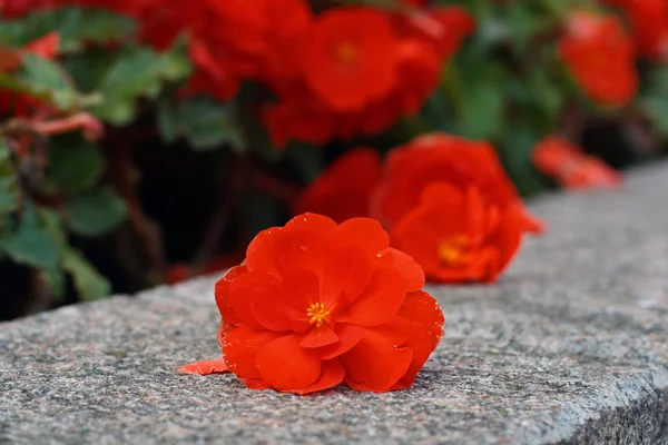 Λουλούδι του ένα κόκκινο Μπιγκόνια — Φωτογραφία Αρχείου