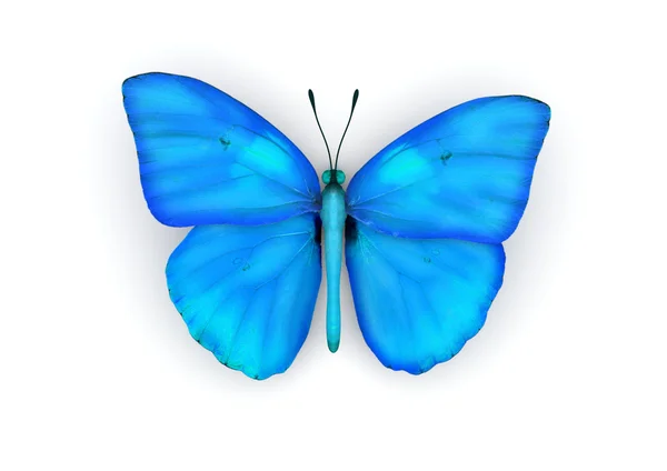 Blauer Schmetterling isoliert — Stockfoto