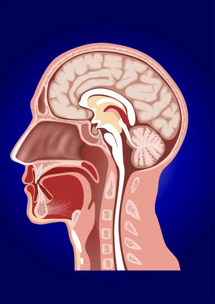 Human head anatomy — 图库矢量图片