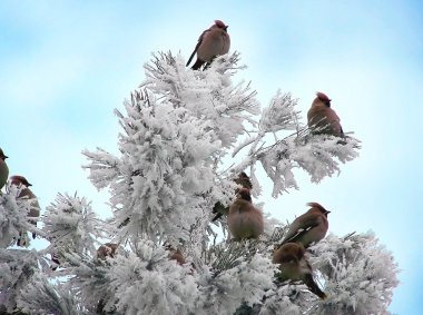 bir sürü waxwings