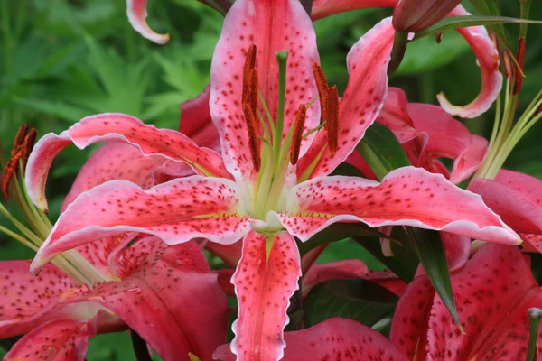 Stock image Purple lily flower