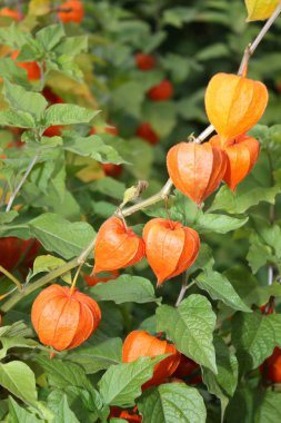 Torches physalis clipart