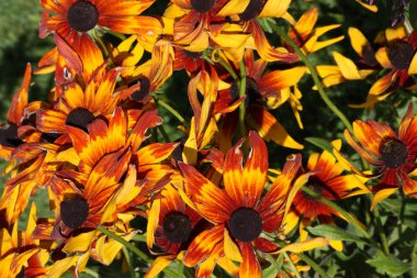 Buket rudbeckia