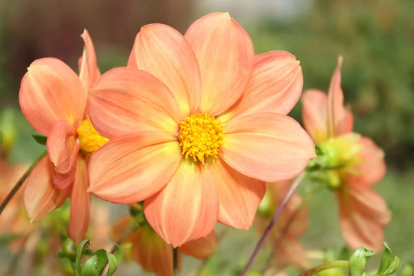 stock image Sun Flower