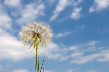 büyük blowball