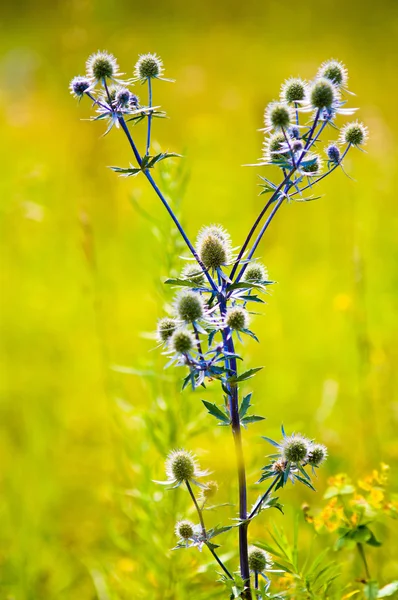 Planta azul — Fotografia de Stock