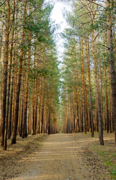Caminho entre árvores — Fotografia de Stock
