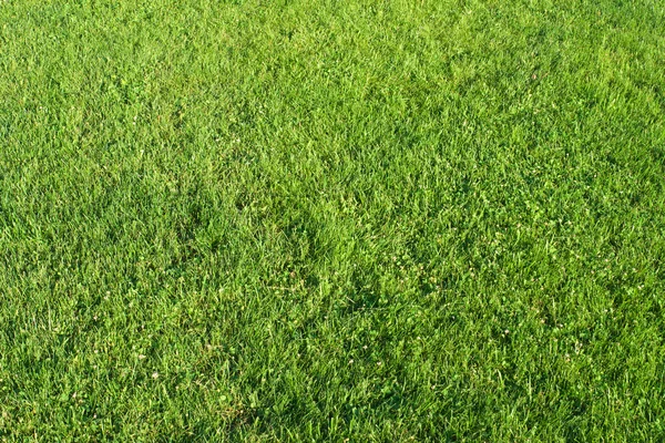 잔디를 잘라 — 스톡 사진