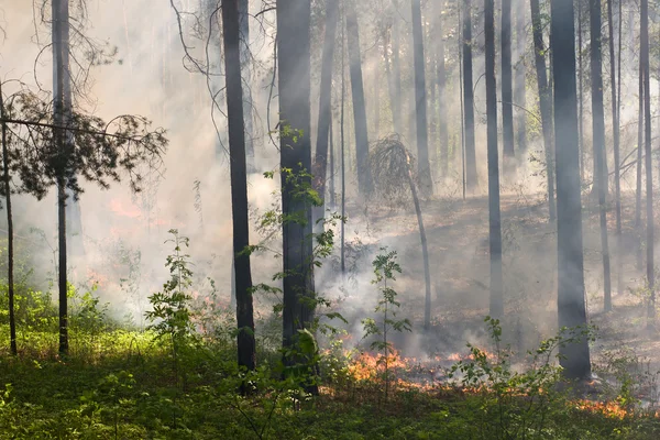 Eld i skogen — Stockfoto