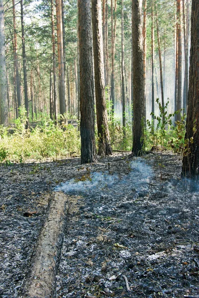 Feuer im Wald — Stockfoto