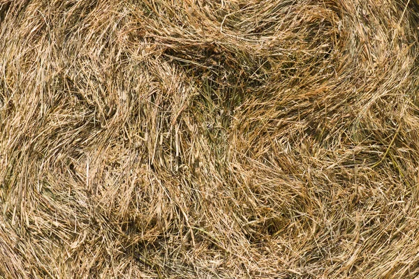 Tør græs backgound - Stock-foto