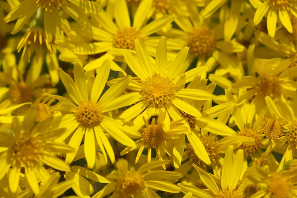 Yellow camomile backgound — Stock Photo, Image