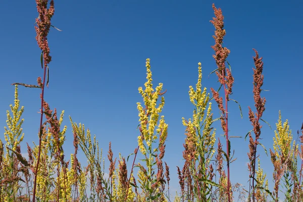 Grass stems on blue sky — Stock Photo, Image