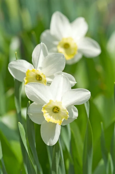 stock image Narcissus bunch