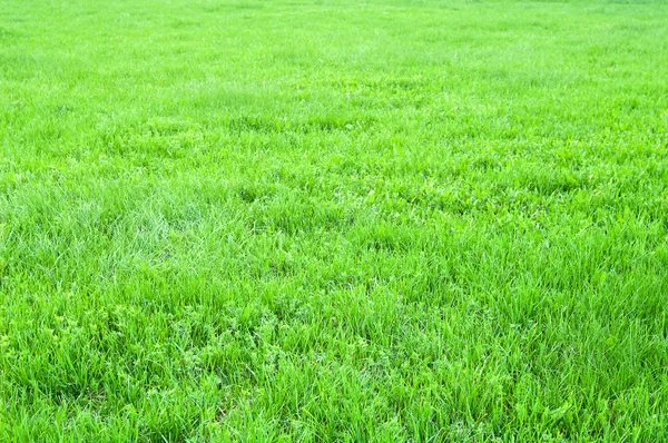 Pole trawy — Zdjęcie stockowe