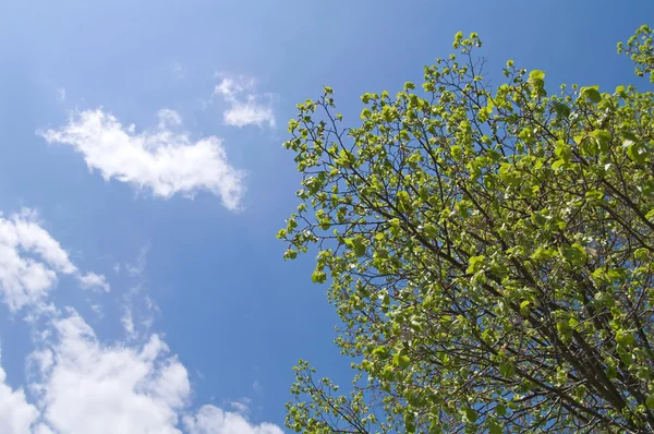 Coroa de árvore no céu azul — Fotografia de Stock